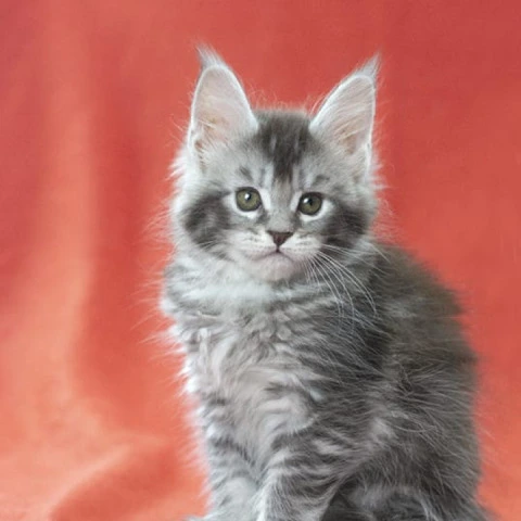Karelija - Maine Coon Kittens