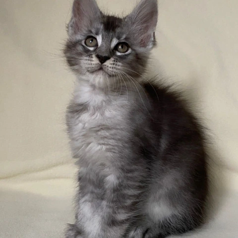 Alex - Maine Coon Kittens