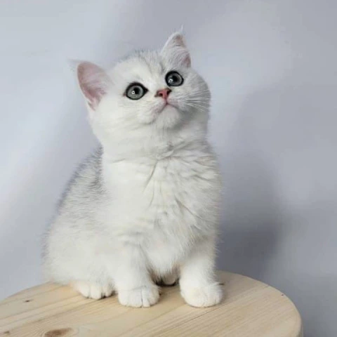 Eseniya - British Shorthair Kittens