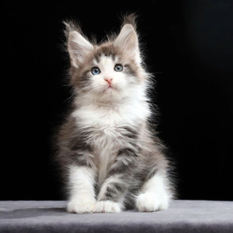 Raymond - Maine Coon Kittens