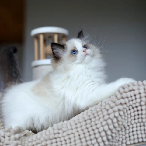 Otis - Ragdoll Kittens