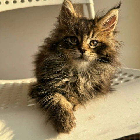 Tiger - Maine Coon Kittens