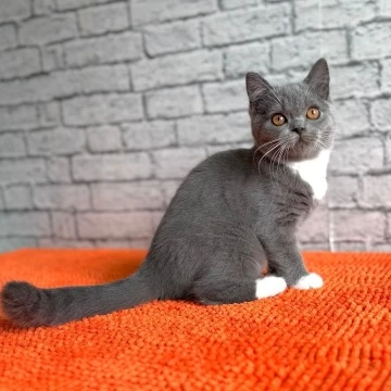 Colette - Scottish Straight/Fold  Kittens