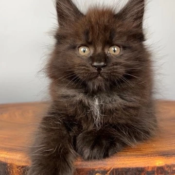Richard - Maine Coon Kittens