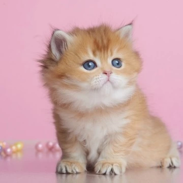 Ezhevika Longhair British Shorthair Kittens | Kittens for sale. 