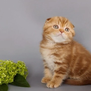 Olaf - Scottish Straight/Fold  Kittens