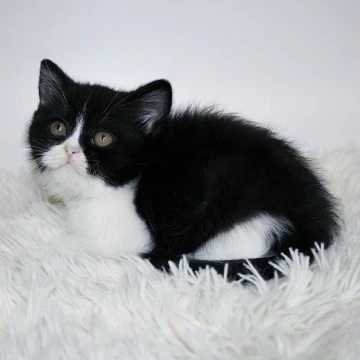 Gretal British Shorthair Kittens | Buy a kitten. 