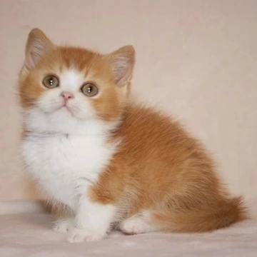 Galah British Shorthair Kittens | Kittens for sale. 