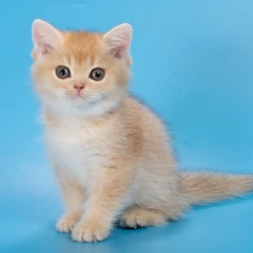 Patric British Shorthair Kittens | Buy a kitten. 