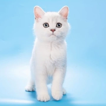 Olif British Shorthair Kittens | Kittens for sale. 