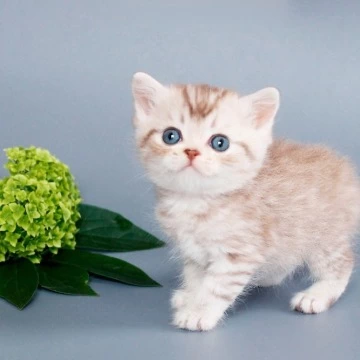 Rim British Shorthair Kittens | Kitten for sale. 
