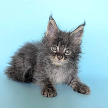 Viking Maine Coon Kittens | Large selection of kittens. 