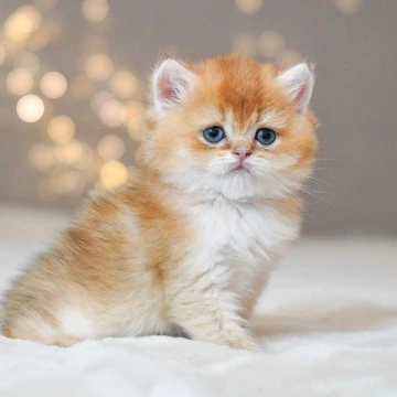 Quentin A Maine Coon Kittens | Buy a kitten. 