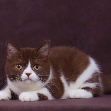 Xandra British Shorthair Kittens | Buy a kitten. 