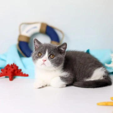 Clark British Shorthair Kittens | Large selection of kittens. 