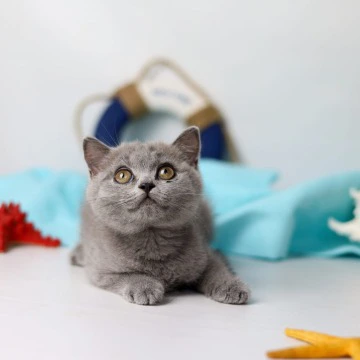 Сeleste British Shorthair Kittens | Kitten for sale. 