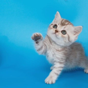 Rem British Shorthair Kittens | Kitten for sale. 