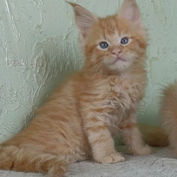 Filya-Yol Maine Coon Kittens | Kittens for sale. 