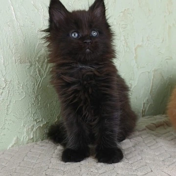 Falem Maine Coon Kittens | Kitten for sale. 