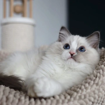 Kino - Ragdoll Kittens