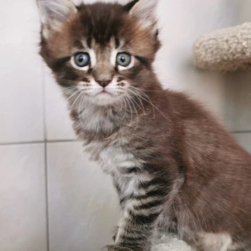 Narnia Maine Coon Kittens | Kittens for sale. 