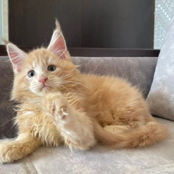 Irbis Maine Coon Kittens | Buy a kitten. 