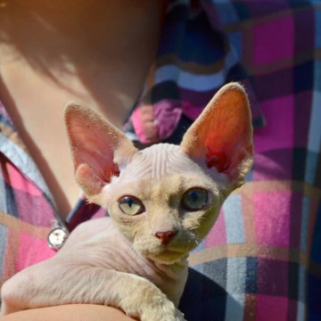 Arisha - Devon Rex Kittens