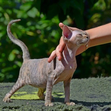 Arabesque - Devon Rex Kittens