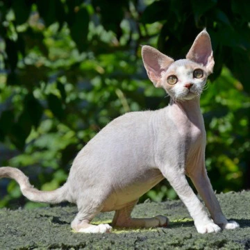 Yaroslavna - Devon Rex Kittens
