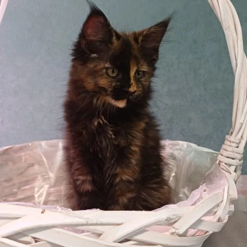Michelotti - Maine Coon Kittens