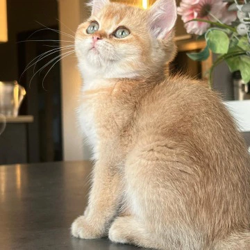 Irisha British Shorthair Kittens | Large selection of kittens. 