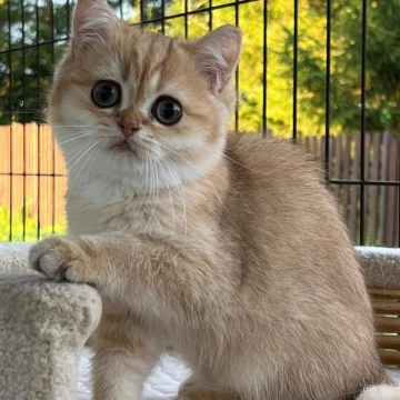 Iriska British Shorthair Kittens | Kittens for sale. 