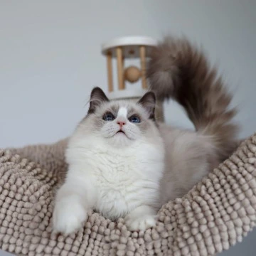 Paco - Ragdoll Kittens