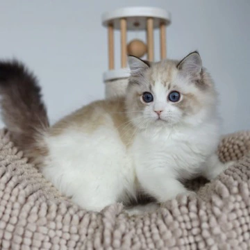 Pack - Ragdoll Kittens