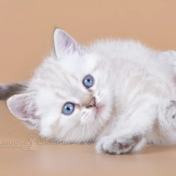 Rufus British Shorthair Kittens | Large selection of kittens. 