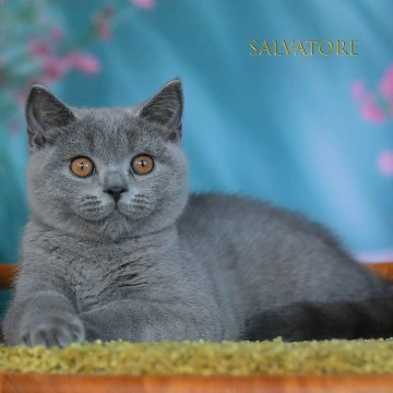 Solvatore British Shorthair Kittens | Kittens for sale. 