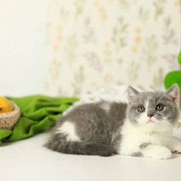 Darik British Shorthair Kittens | Large selection of kittens. 