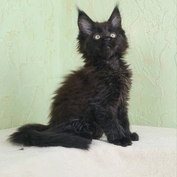 Falem Maine Coon Kittens | Kittens for sale. 