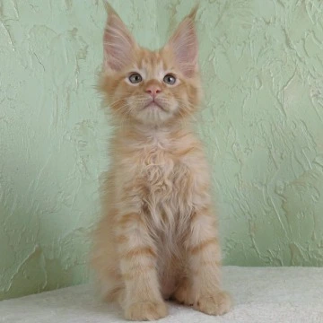 Filya-Yol Maine Coon Kittens | Kitten for sale. 