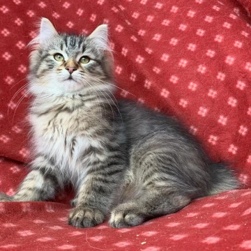 Charlie - Siberian Kittens