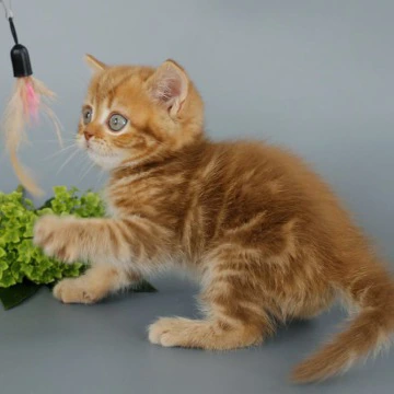 Philippa - Scottish Straight/Fold  Kittens