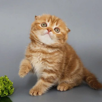 Persey - Scottish Straight/Fold  Kittens