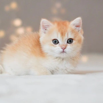 Simba British Shorthair Kittens | Kitten for sale. 