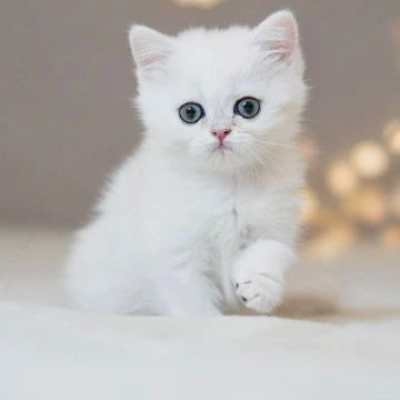 Sonic British Shorthair Kittens | Buy a kitten. 