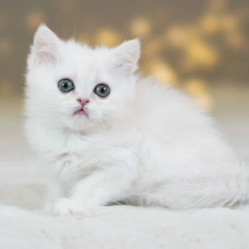 Stitch British Shorthair Kittens | Kitten for sale. 