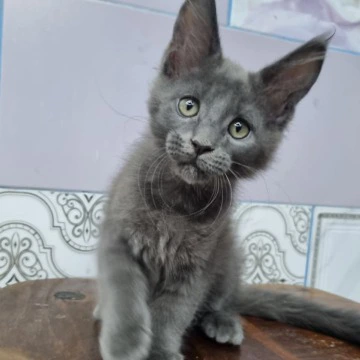 Litter Q female - Maine Coon Kittens