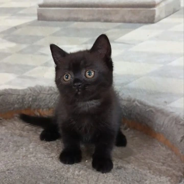 Cassia British Shorthair Kittens | Kittens for sale. 