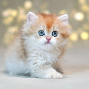 Teddy Longhair British Shorthair Kittens | Kitten for sale. 