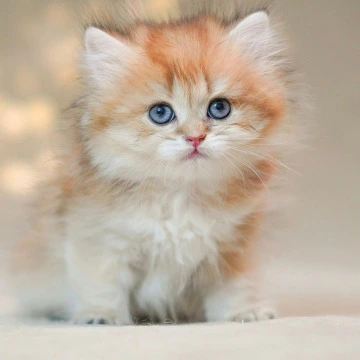 Rocky Longhair British Shorthair Kittens | Buy a kitten. 