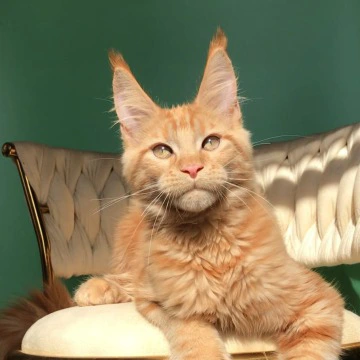 Kris Maine Coon Kittens | Large selection of kittens. 